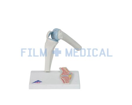 Knee Joint Model 